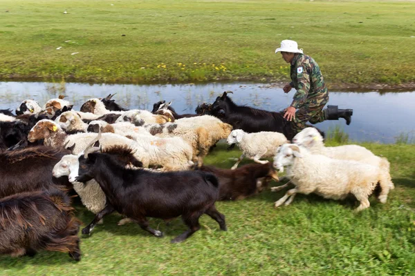 Mongolian herder catches a lamb — Stock Photo, Image
