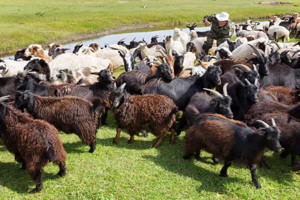 Mongoolse herder vangsten een lam — Stockfoto