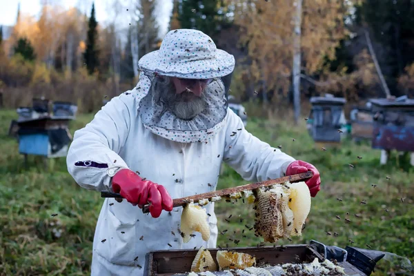Zbiera stare pszczelarz miodu — Zdjęcie stockowe