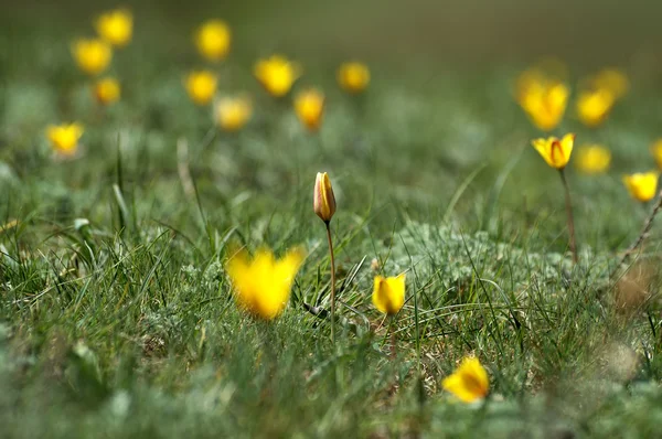 Tulipas selvagens — Fotografia de Stock