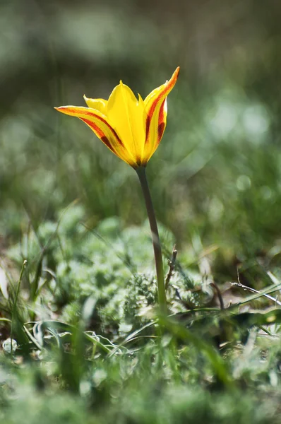 Tulipa selvagem — Fotografia de Stock