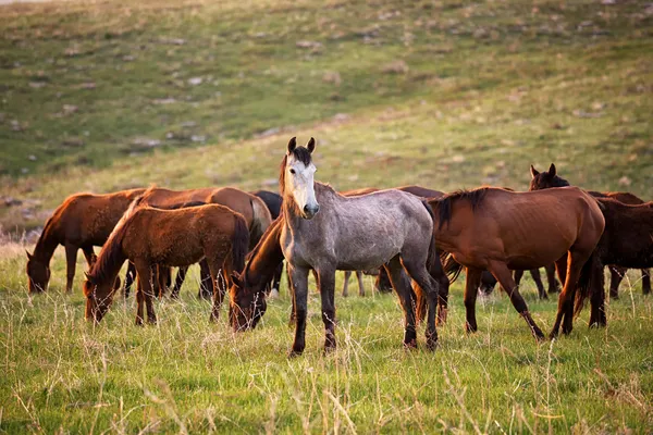 Grazing horses at sunset — Stock Photo, Image