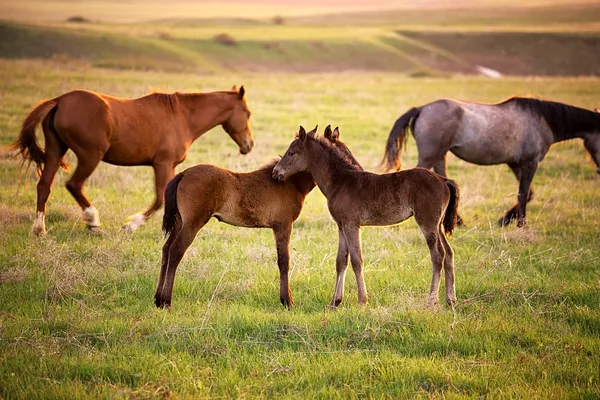 Twee veulens uitgevoerd voor een merrie — Stockfoto