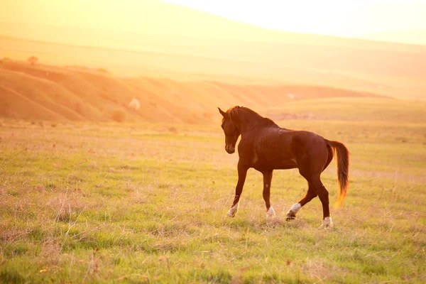 Hingst — Stockfoto