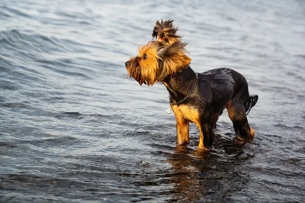 Small dog in the water — Stock Photo, Image