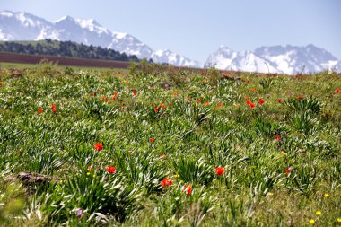 arka planda karlı dağlar yabani Lale çayır