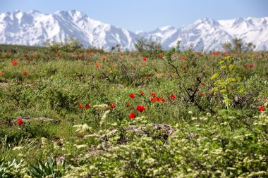 arka planda karlı dağlar yabani Lale çayır