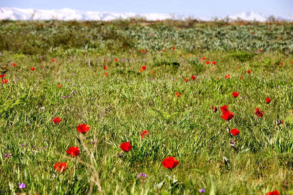 Prado de tulipas selvagens no fundo de montanhas nevadas — Fotografia de Stock