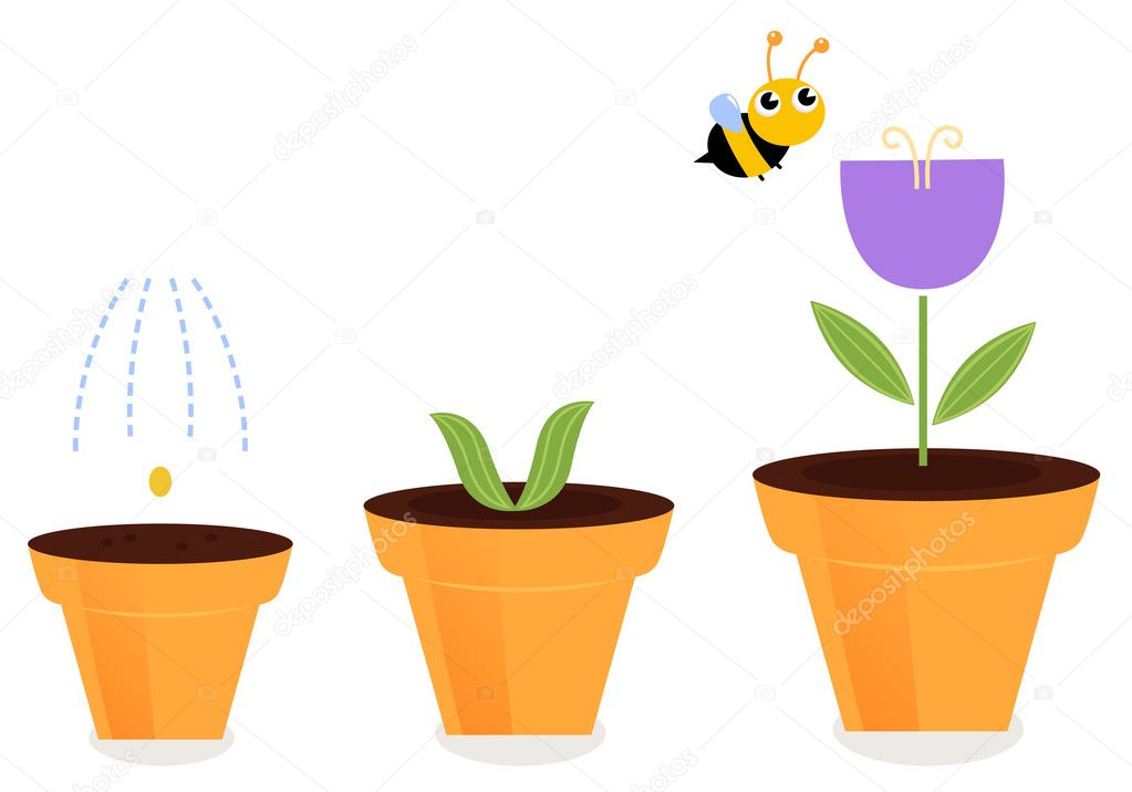 Flower in pots growth stages isolated on white ( tulip )