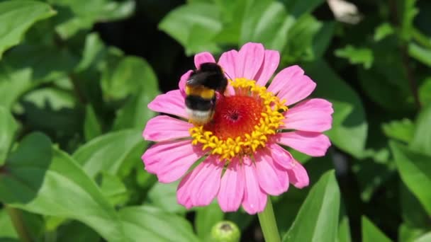 Bumble bee op roze zinia bloem — Stockvideo