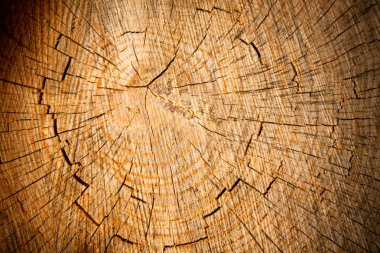 çam ağaç kütüğü