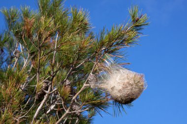 Pine processionary nest on a pine tree clipart