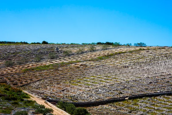 Famous Primosten Babic grapes vineyards — Stock Photo, Image