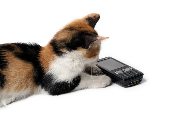 Kat, kleine kitten met mobiele telefoon — Stockfoto