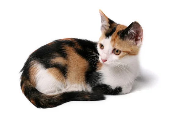 Small kitten isolated on white — Stock Photo, Image