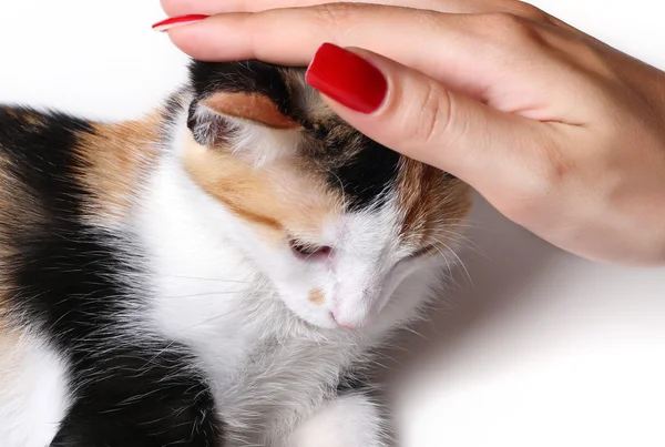 Een hand die een kleine kat aaien — Stockfoto
