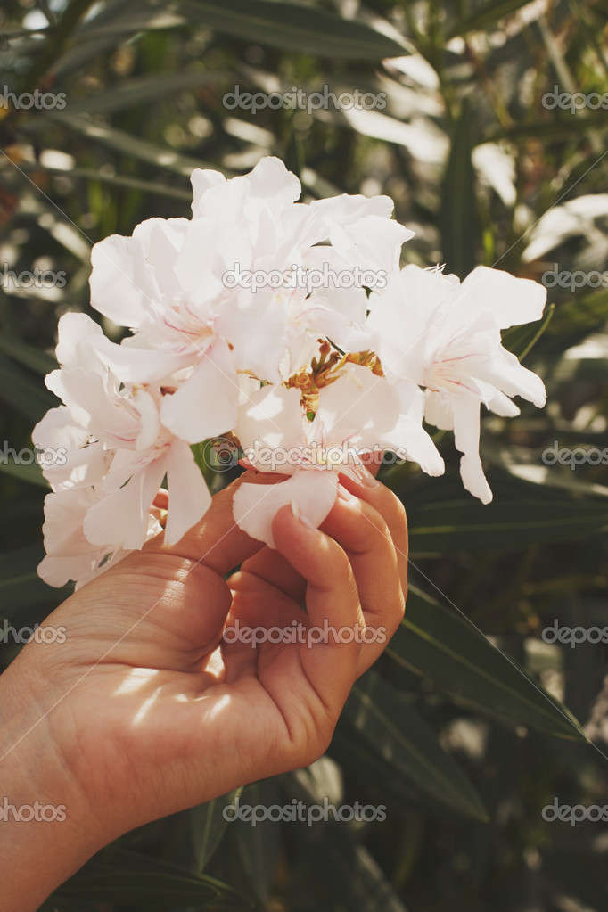 Woman hand picking flowers Stock Photo by ©Markomarcello 51575483
