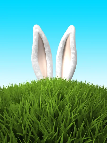 Orecchie di coniglio nell'erba — Foto Stock
