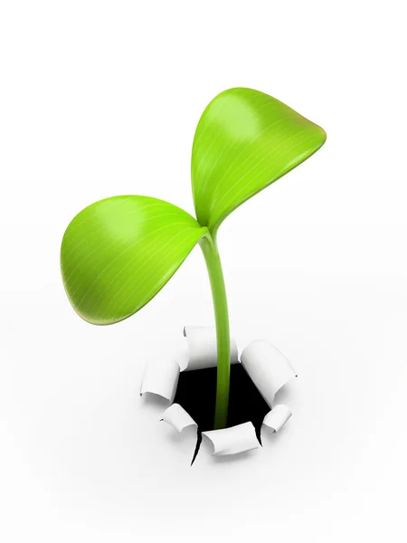 Young green sprout — Stock Photo, Image