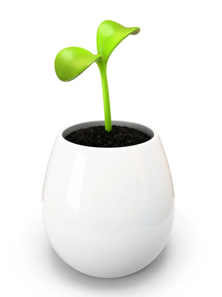 Young green sprout in white pot — Stock Photo, Image