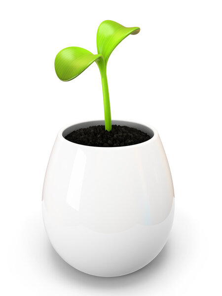 Young green sprout in white pot