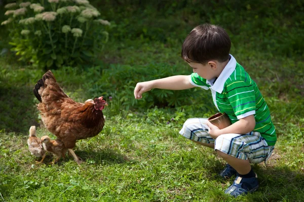 oğlan tavuklar besleme
