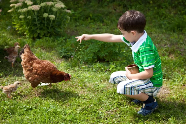 Ragazzo sta dando da mangiare ai polli — Foto Stock