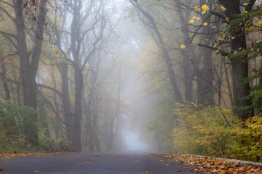 sisli sonbahar günü