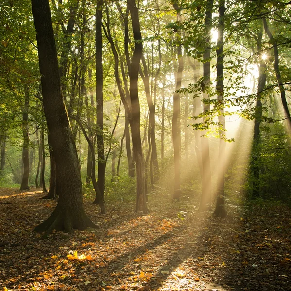 Foresta autunnale — Foto Stock