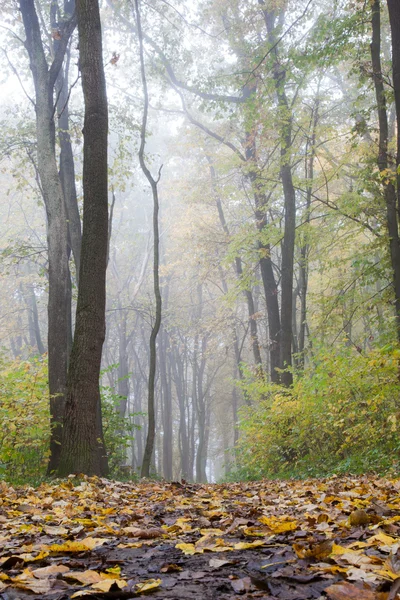 Foggy dia de outono — Fotografia de Stock