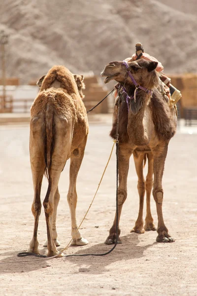 Dos camellos —  Fotos de Stock