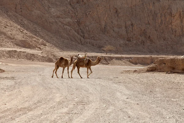 Camellos de montañas — Foto de Stock