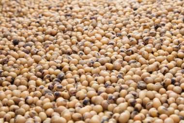 soya fasulyesi tohumu