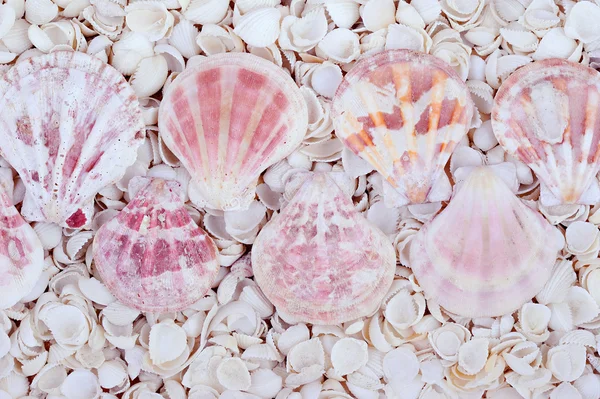 Shells — Stock Photo, Image