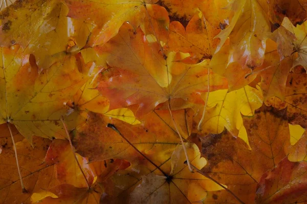 Kolorowe Liście Klonu Leżą Trawie Tło Grupa Jesień Pomarańczowy Liście — Zdjęcie stockowe
