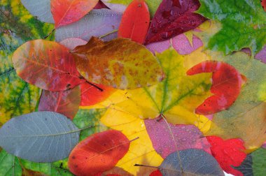 Çimlerin üzerinde çok renkli akçaağaç yaprakları var. Arkaplan grubu sonbahar portakal yaprakları. 