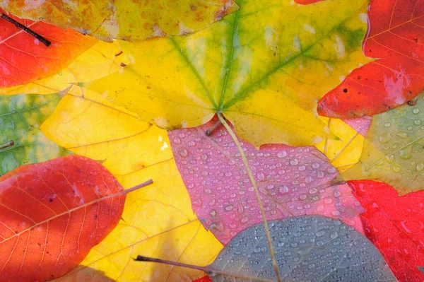Kolorowe Liście Klonu Leżą Trawie Tło Grupa Jesień Pomarańczowy Liście — Zdjęcie stockowe
