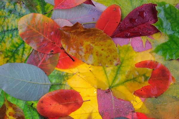 Многоцветные Кленовые Листья Лежат Траве Фоновая Группа Осенние Оранжевые Листья — стоковое фото