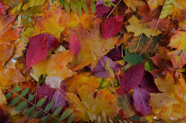 Multicolored Maple Leaves Lie Grass Background Group Autumn Orange Leaves — Stock Photo, Image