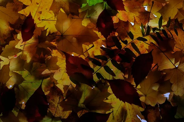 Beberapa Daun Maple Berwarna Berbaring Rumput Gugus Latar Daun Oranye — Stok Foto