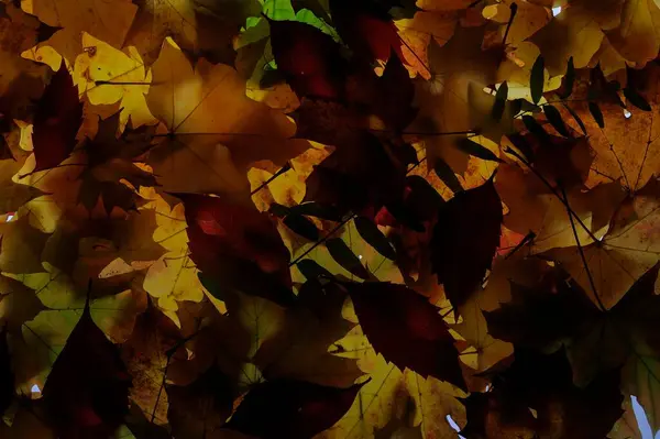 Πολύχρωμα Φύλλα Σφενδάμου Βρίσκονται Στο Γρασίδι Φόντο Ομάδα Φθινόπωρο Φύλλα — Φωτογραφία Αρχείου