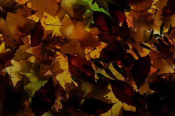 Πολύχρωμα Φύλλα Σφενδάμου Βρίσκονται Στο Γρασίδι Φόντο Ομάδα Φθινόπωρο Φύλλα — Φωτογραφία Αρχείου