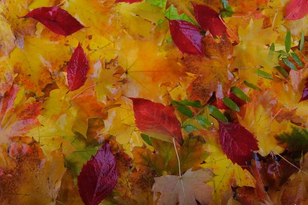 Multicolored Maple Leaves Lie Grass Background Group Autumn Orange Leaves — Stock Photo, Image