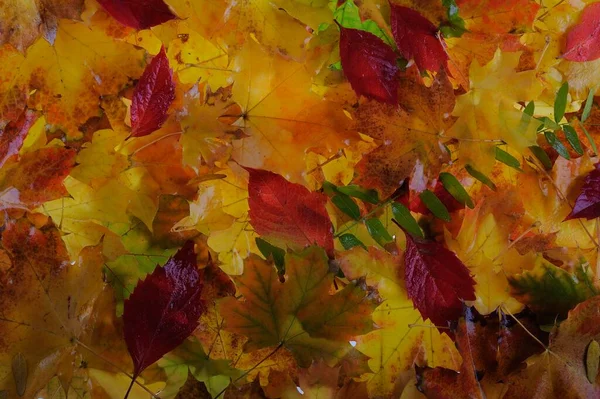 Çimlerin Üzerinde Çok Renkli Akçaağaç Yaprakları Var Arkaplan Grubu Sonbahar — Stok fotoğraf