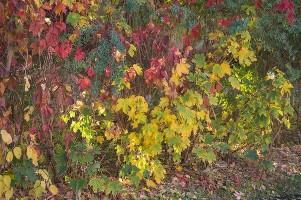 Hojas Arce Otoño Multicolor Como Fondo — Foto de Stock