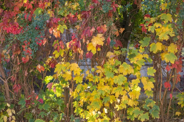 Multicolored Autumn Maple Leaves Background — Stock Photo, Image