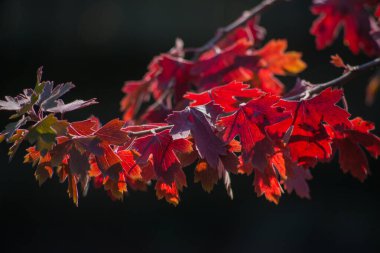 Arka plan olarak çok renkli sonbahar akçaağaç yaprakları.