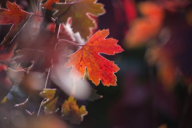 Arka plan olarak çok renkli sonbahar akçaağaç yaprakları.