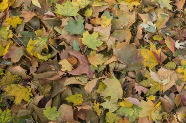 Arka plan olarak çok renkli sonbahar akçaağaç yaprakları.