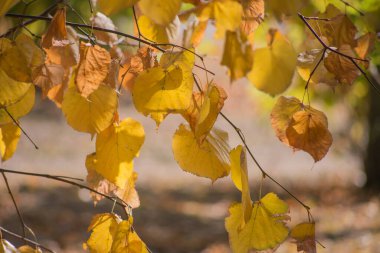 Arka plan olarak çok renkli sonbahar akçaağaç yaprakları.